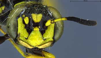 Media type: image;   Entomology 13758 Aspect: head frontal view